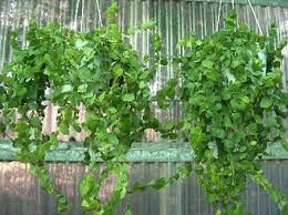 Essendo caratterizzate da una crescita rapida, in breve tempo riescono a creare una. Piante Da Appartamento Il Ficus Pumila Pollicegreen