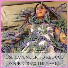 Use Lavender Lavender Funny Memes Stress