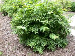 Learn about bushes with colorful foliage, great form, nice sun exposure: Native Plants For Michigan Landscapes Part 2 Shrubs Msu Extension