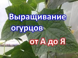выращивание огурцов в открытом грунте от а до я 7 Receptov Ot Fitoftory Organicheskie Metody Borby S Fitoftoroj Youtube Ogorodnichestvo Ovoshnoj Ogorod Posadka Ovoshej