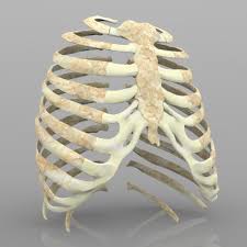 Rib cage, basketlike skeletal structure that forms the chest, or thorax, made up of the ribs and their corresponding attachments to the sternum and the vertebral column. 3d Rib Cage With Texture Cgtrader