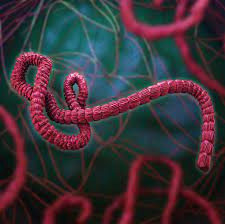 Check spelling or type a new query. Ebola Virus Disease Belgium Pdf Ppt Case Reports Symptoms Treatment