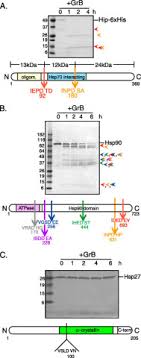 These pictures of this page are about:carly christian carrigan hot. Hip Is A Pro Survival Substrate Of Granzyme B Journal Of Biological Chemistry