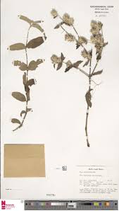 Image result for Pandiaka