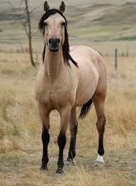 Gardnerville, nevada 89460 usa 2018 black bay mustang mare Beautiful Mustang Horses Pretty Horses Buckskin Horse