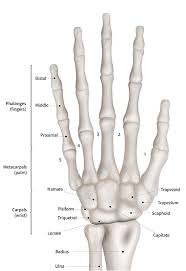 Image result for Pisiform Bone