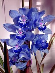 Orchids Orchid Seeds Cymbidium Orchids Orchid Flower