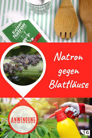 Natron Gegen Blattlause Schadlinge Im Garten Pflanzen Garten Pflanzen