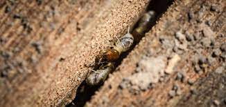Aaa pest control is a comprehensive pest control and prevention company serving residential aaa pest control has affordable bed bug solutions for customers throughout the south florida rest assured knowing that your tenants, renters, homeowners, and businesses will have someone at their. Pest Termite Control Fremont Muskegon Holland Mi