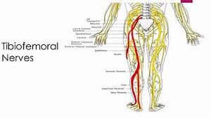 There are a lot of muscles of the hip and thigh. Nerves From Left Hip To Knee Bing Images Hip Anatomy Muscle And Nerve Nerve
