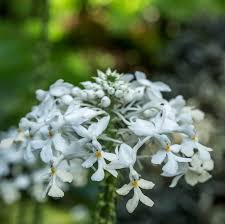 Image result for Napoleonaea septentrionalis