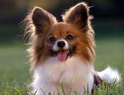 Life Span Of Papillon