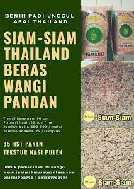 Siam Siam Benih Padi Thailand Benih Jamur Thailand