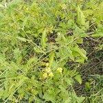 Image result for Cineraria deltoidea