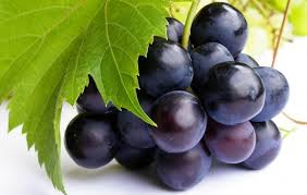 63 gambar anggur hitam panjang paling keren gambar pixabay. Bernas Id Manfaat Baik Untuk Tubuh Ketika Mengonsumsi Buah Anggur Hitam