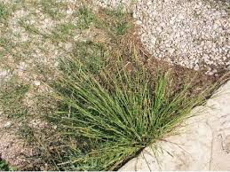 Image result for Setaria parviflora