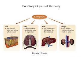 Pengertian temperatur menurut para ahli : Sistem Ekskresi Manusia Pengertian Organ Fungsi Gangguannya
