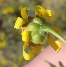 Image result for Euryops subcarnosus