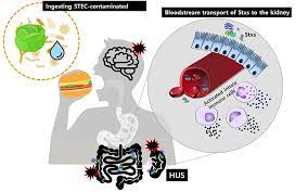 Frontiers Recent Updates On Outbreaks Of Shiga Toxin Producing Escherichia Coli And Its Potential Reservoirs Cellular And Infection Microbiology