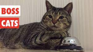 About america's funniest home videos: Boss Cats Funny Cat Video Compilation 2020 Youtube