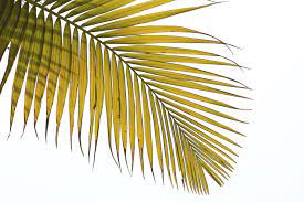 If You Notice Your Sago Leaves Turning Yellow The Plant May Be Suffering From Nutrient Deficiencies However Yellow Sago Palm Palm Tree Plant Palm Tree Care
