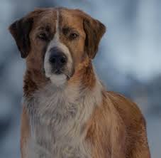 Das ist jedem klar, und vorher da gab es für die hunde die reste vom tisch, so die. Ruf Der Wildnis Vom Hund Zum Wolf Filmstart Und Trailer Welt