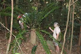 Image result for Embelia ruminata