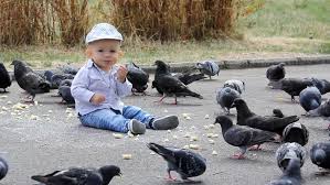 We did not find results for: Baby Feeding The Doves In Stock Footage Video 100 Royalty Free 2890630 Shutterstock