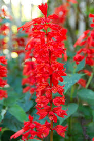 Maybe you would like to learn more about one of these? 30 Most Popular Types Of Red Flowers For Your Garden A To Z Home Stratosphere