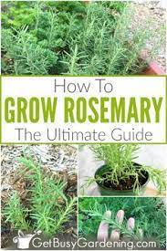 How To Grow Rosemary The Ultimate Guide Rosemary Plant Care Rosemary Plant Growing Rosemary