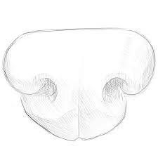 Then draw the rough contours of the nostrils. How To Draw A Dog Nose