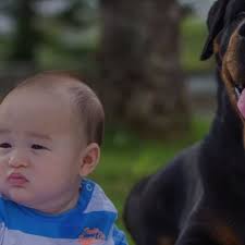 TOP 10 BEST Pet Training near Waimanalo, HI