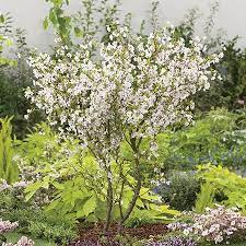 The branches grow naturally in a zig zag pattern. 4ft Fuji Dwarf Cherry Blossom Tree 10l Pot Prunus Incisa Kojo No Mai 52 99 Flowering Cherry Tree Blossom Trees Cherry Blossom Tree