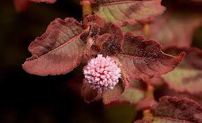 Image result for Persicaria strigosa