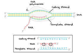 Pin By Delights On Molecular Science And Techniques Dna Transcription Dna Transcription And Translation Transcription And Translation