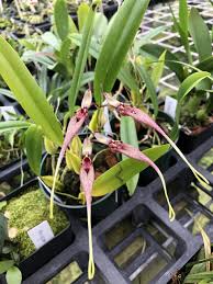 Image result for Bulbophyllum stolzii