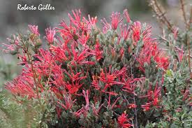 Image result for Loranthaceae