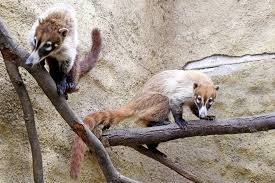 Nosál červený, sehenswürdigkeit, ist in südböhmen. Nosal Belohuby Zoo Jihlava