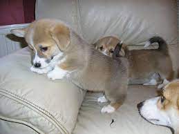 Pembroke welsh corgi puppies for sale in north carolina select a breed. Corgi Puppies For Sale Pembroke Welsh Corgi For Sale In Raleigh North Carolina Classified Americanlisted Com