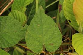 Image result for Ipomoea involucrata