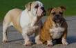 Miniature Bulldog Puppies for Sale - PuppyFind