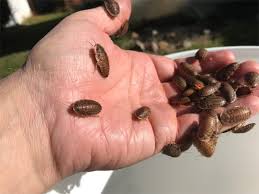 Buy Adult Dubia Cockroaches 30-35Mm Online At £2.99