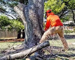 Tree Removal Services in Buffalo & Amherst NY | Ashton Services
