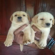 0:11 sangfroid kennels mumbai 64 просмотра. Show Labrador Puppies Ads July Clasf