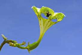 Image result for Ceropegia albipilosa