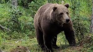 نتیجه جستجوی لغت [bears] در گوگل