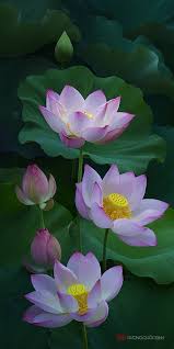 35photo Duong Quoc Dinh Lotus 35photo Dinh Duong Lotus Quoc 35photo Dinh Duong Lot Lotus Flower Pictures Lotus Flower Painting Flower Pictures