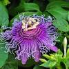 The corpse flower is a species of plant known by the scientific name rafflesia arnoldii. Https Encrypted Tbn0 Gstatic Com Images Q Tbn And9gcr8nwlpqmo3q3o7zj2ypwkp Hflptit7ttc5j5obri0wq4iext6 Usqp Cau