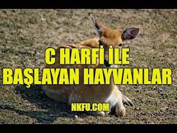C Harfiyle Baslayan Hayvanlar C Ile Hayvan Youtube