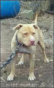 Pin On Dogs
